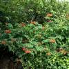 Trumpet Vine