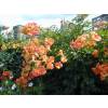 Trumpet Vine Tarantella