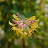 Honeysuckle Goldflamme