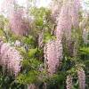 Wisteria Pink