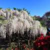 Wisteria, White