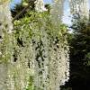 Wisteria, White