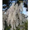 Wisteria, White