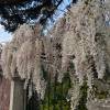 Wisteria, White