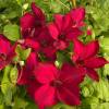 Clematis 'John Howells'