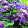 Clematis 'Multi Blue'