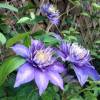 Clematis 'Multi Blue'