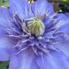 Clematis 'Multi Blue'