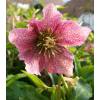 Lenten Rose 'Red Hybrids'