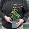 Lenten Rose 'Red Hybrids'