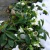 Lenten Rose 'White lady spotted'