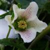 Lenten Rose 'White lady spotted'