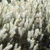 Bugbane 'White Pearl'