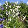 Bugbane 'White Pearl'