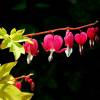 Bleeding Heart 'Gold'