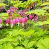 Bleeding Heart 'Gold'