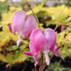 Bleeding Heart 'Gold'