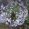 Gypsophila, Creeping