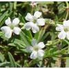 Gypsophila, Creeping