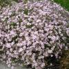 Gypsophila, Pink Creeping