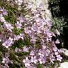 Gypsophila, Pink Creeping