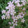 Gypsophila, Pink Creeping