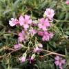 Gypsophila, Pink Creeping