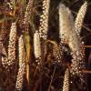 Bugbane 'Atropurpurea'