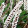 Bugbane 'Brunette'