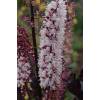 Bugbane 'Brunette'