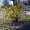Forsythia, weeping