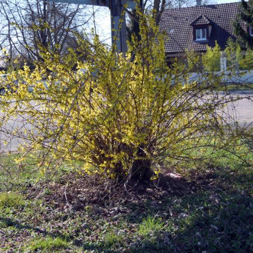 Forsythia Weeping Buy Forsythia Weeping Forsythia Suspensa