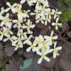 Clematis Crimson