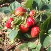 Strawberry Plant 'Mount Everest'