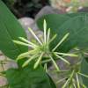 Jasmine, Night Blooming