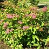 Pink Japanese Spirea