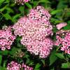 Pink Japanese Spirea