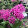 Pink Japanese Spirea