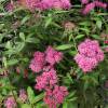 Pink Japanese Spirea