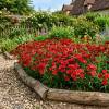 Dianthus Red