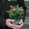 Dianthus Salmon Pink