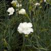 Dianthus White