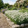 Dianthus White