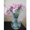 Dianthus Pink