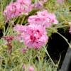 Dianthus Pink