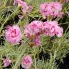 Dianthus Pink