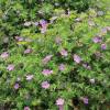 Geranium 'Blushing Turtle'