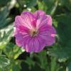 Geranium 'Blushing Turtle'