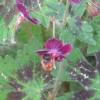 Geranium 'Samobor'