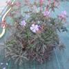 Geranium 'Dark Reiter'